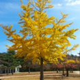 Bonsai Ginko Biloba Tree MMF7 Seeds to Plant 5 Seeds Edible Leaves