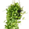 thumbnail image 2 of Vickerman 29" Artificial Green Mini Leaf Ivy in Hanging Pot., 2 of 6