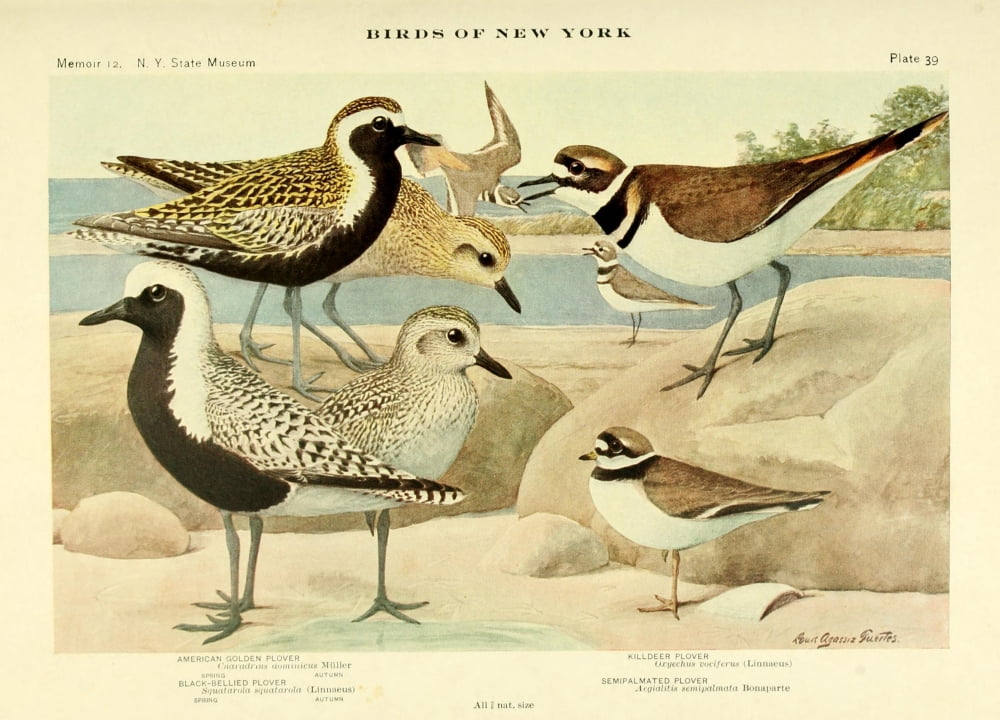 Birds Of Ny 1914 Pl