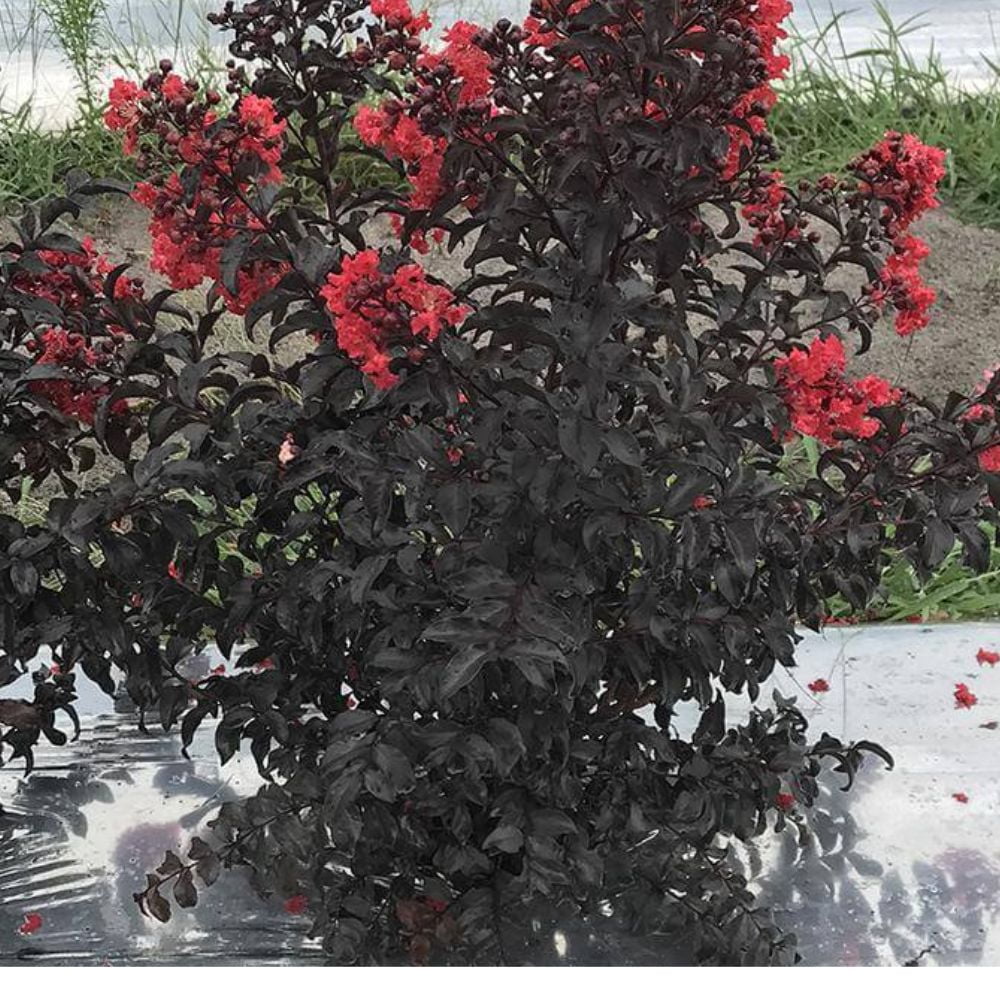 Proven Winner 3-4 ft tall Center Stage Red Crape Myrtle Live Tree in 7-Gallon Grower Pot