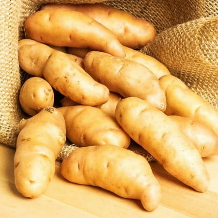 TomorrowSeeds - Banana Yellow Fingerling Seed Potatoes - USDA Certified for Growers Gold New Potato Bulb For Planting Vegetable Seeds 2025 - 2 Pounds