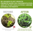 thumbnail image 5 of Limetown Phyto Vitamin Solution 50 Ml Liquid Plant Fertilizer for Seedlings, Leaves, Flowers and Crops with Nutrient-Rich Formula for Quick, 5 of 10