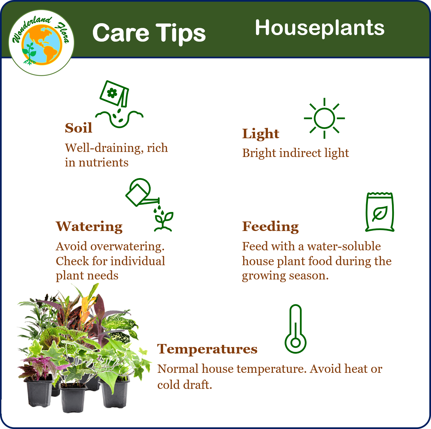 6PK 3”-Pot Live Plant Collection, No Duplicates for up to Three Packs (18 Plants), Live Indoor Houseplants, Live House Plants, Easy to Grow, Indoor Gardening, Home Décor, Office Décor, Gifts