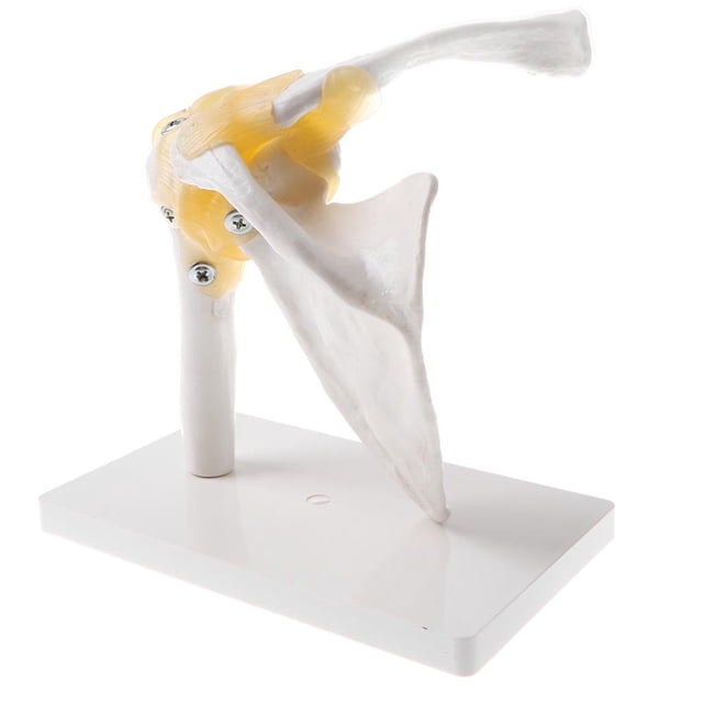 Modelo de articulación de hombro Baoblaze Estatua conjunta de hombro humano