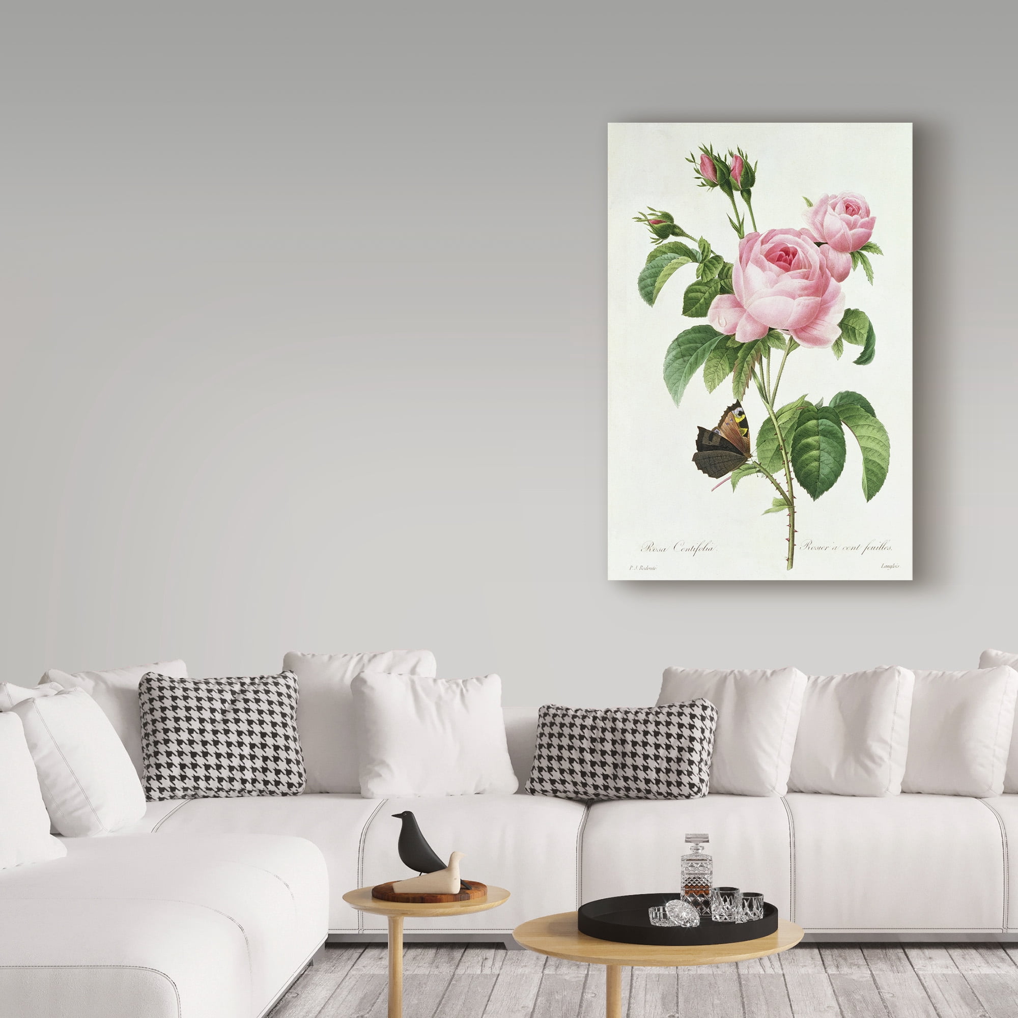 Trademark Fine Art 'Rosa Centifolia' Canvas Art by Pierre-Joseph Redoute