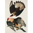 thumbnail image 2 of Audubon, John James 11x14 Black Ornate Wood Framed with Double Matting Museum Art Print Titled - Brasilian Caracara Eagle, 2 of 4