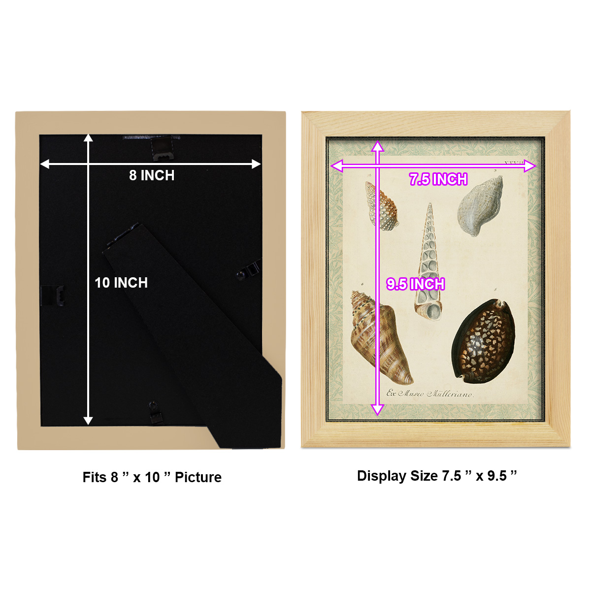 Bookplate Shells IX - Framed Print w/glass - Natural Wood