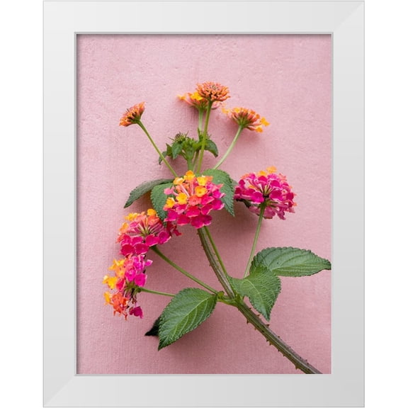 Eggers, Julie 12x14 White Modern Wood Framed Museum Art Print Titled - Portugal-Obidos-Colorful lantana vine growing against a pink wall