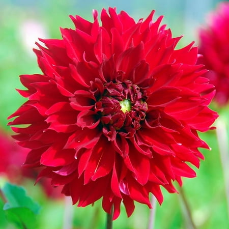Red Fubuki Dahlia Flower Bulbs Jumbo Pack - 5 Tubers per Pack - Deer Resistant - Good as Cut Flowers - Grows Well In Containers - Easy to Grow Live Plants - Outdoor Garden