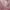 Lavender Lust, variant on Revlon Super Lustrous Glimmer High-Shine Lip Gloss, 006 Bronze Spark, 0.13 fl oz