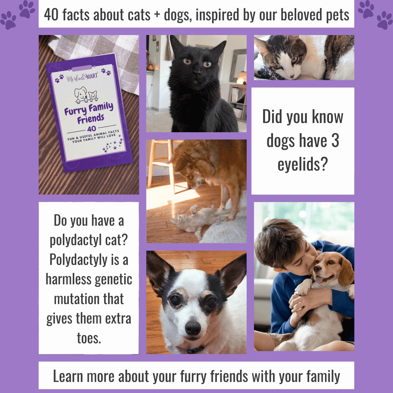 Friskies Bits n Broth - Lil Slurprises Topper - 2 Flavors; 4 Each: Flaked Tuna, Shredded Chicken | Percy Loves Pet Furresher, Cat Toy, MerlinsMart Zine