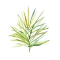 thumbnail image 2 of Robinson, Carol 20x20 White Modern Wood Framed Museum Art Print Titled - Tropical Botanical I, 2 of 4
