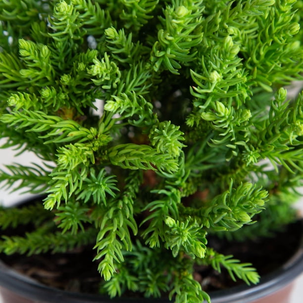 Southern Living Dragon Prince Cryptomeria Live Shrub in 2-Gallon