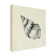 thumbnail image 2 of Emma Caroline 'Seashell Pencil Sketch III' Canvas Art, 2 of 3