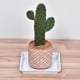thumbnail image 5 of Planta Maceta Platillo 7 Pulgadas Plástico Cuadrado Flor Goteo Bandeja para Interior Exterior Blanco Paquetes de 6, 5 of 5