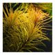 thumbnail image 1 of Plantas Diandra Didipilis Planta de acuario fácil Planta de tanque plantado fácil, 1 of 1