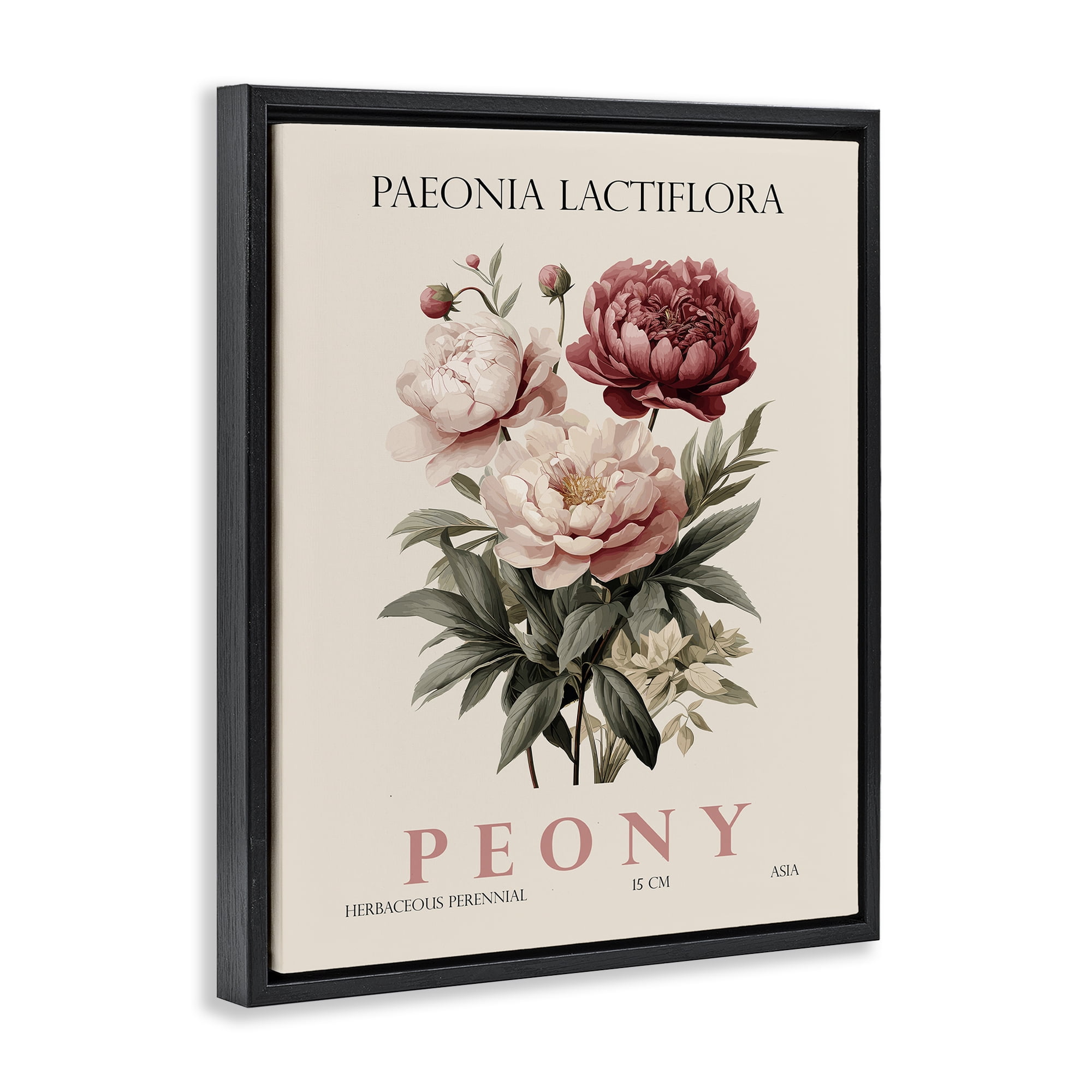 Stupell Industries Natural Peony Bundle Black Framed Floater Canvas Wall Art, design by Christopher Giampietro