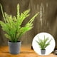 thumbnail image 4 of 1 pieza de adorno de planta de helecho de simulación creativa decoración de bonsái en maceta fresca, 4 of 5