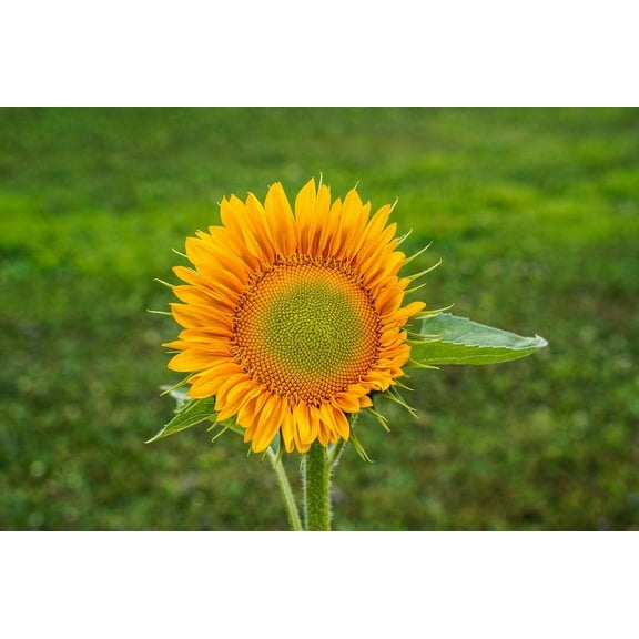 Procut Gold Lite Sunflower Autumn Cut Flowers Premium Seed Packet