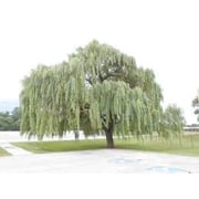 Weeping Willow Tree - 3-4 Feet Tall - ( 2.5 QT ) - Fast growing - Full sun