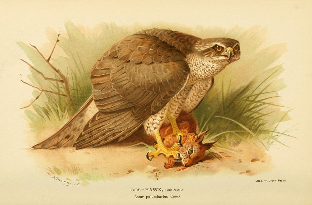 Birds Of The Britis
