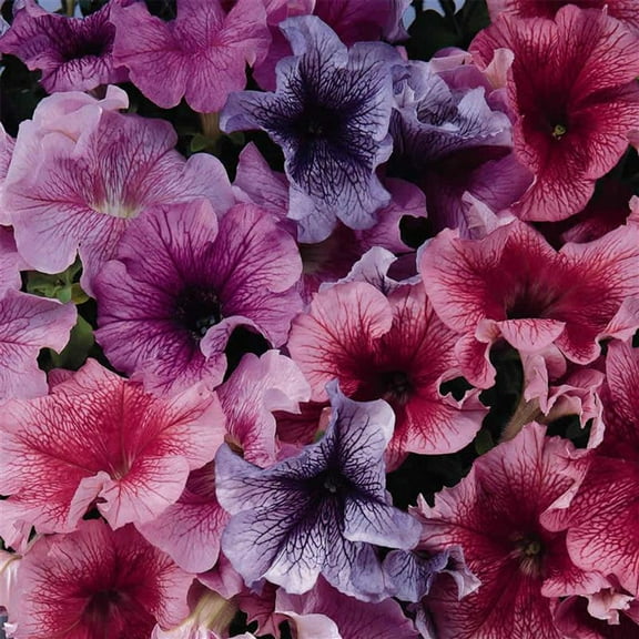Daddy Series Petunia Mix Seed ~25 Seeds– Pelleted – Petunia x hybrida – Non-GMO, Annual Flower – 3–4" Veined Blooms in Blue, Pink, Orchid, Red, More – Compact 12–15" Plants for Garden