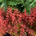 thumbnail image 6 of Southern Living Orange Rocket Barberry Live Shrub in 2.5-Quart Grower Pot, 6 of 9