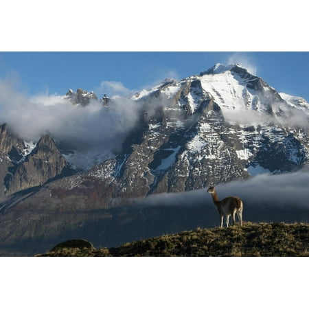Guanaco with Cordiera del Paine in Back, Patagonia, Magellanic, Chile Print Wall Art By Pete