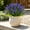 purple, variant on Artificial Lavender Flowers 12 Bundles Fake Plants for Outdoor Patio Garden Decor 15 Inch Faux Monkey Grass for Porch Indoor -Purple