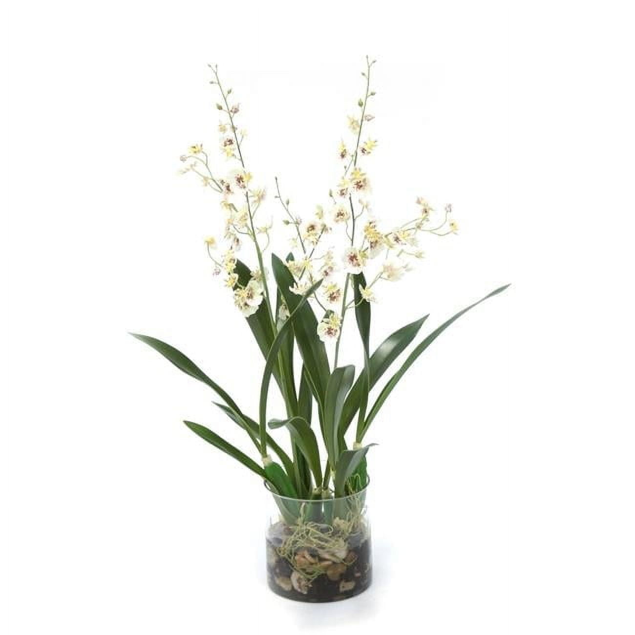 Just Add Ice 20-Pack Mini Assorted White Orchids Live Plant Party