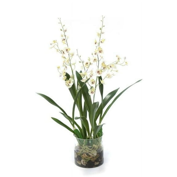Disttive Designs 16177A Unisex White Oncidium Orchid Rock Garden in Cylinder - Green