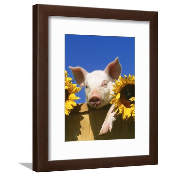 Pig with Sunflowers in Bushel, Framed Art Print Wall Art by Lynn M^ Stone Sold by Art.Com