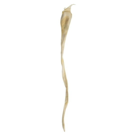 Vickerman 36-38" Bleached Kelp - (Sea Kelp), 1 piece per pack, Dried