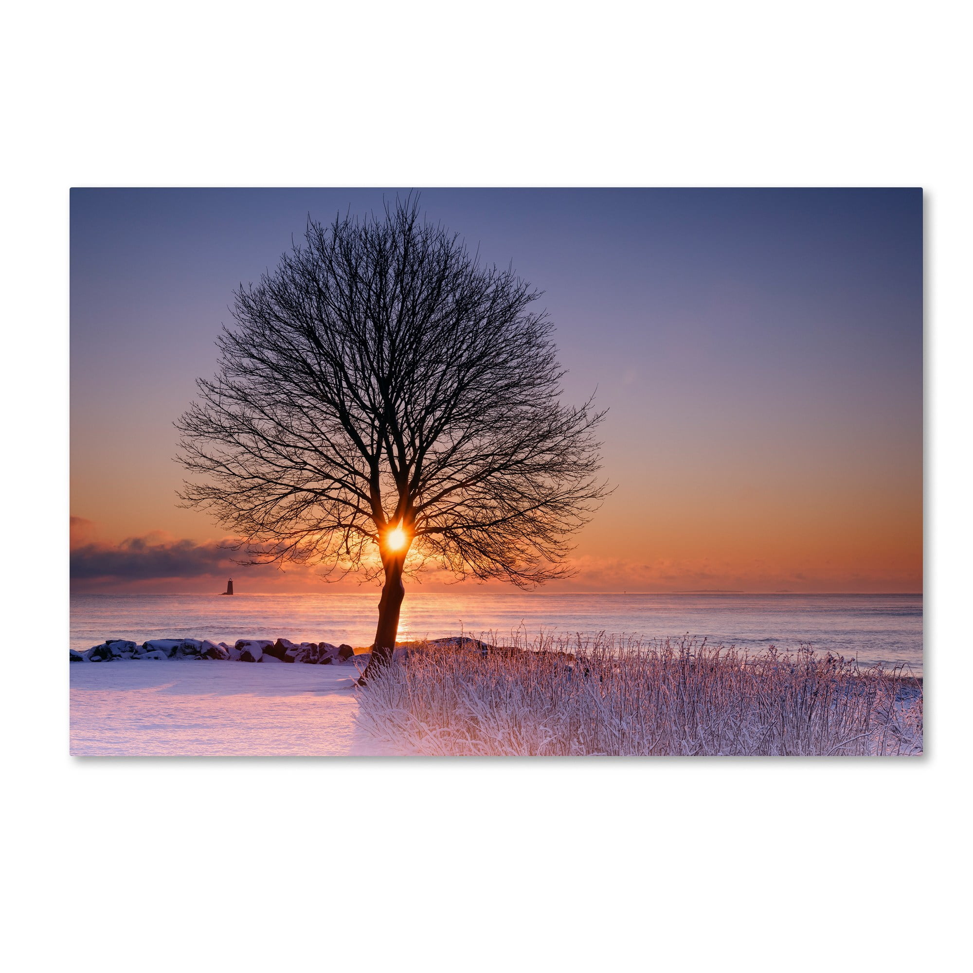 Trademark Fine Art "Tree Burst" Canvas Art by Michael Blanchette Photography