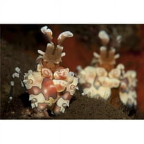 A Pair of Harlequin Shrimp - Hymenocera Elegans with One Feeding Off A Starfish Tulamben Bali Indonesia Poster Print - 17 x 11