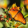 thumbnail image 4 of Mexican Butterfly Weed Seeds - Tropical Milkweed Wildflower Seed - 2000 Seeds, 4 of 5