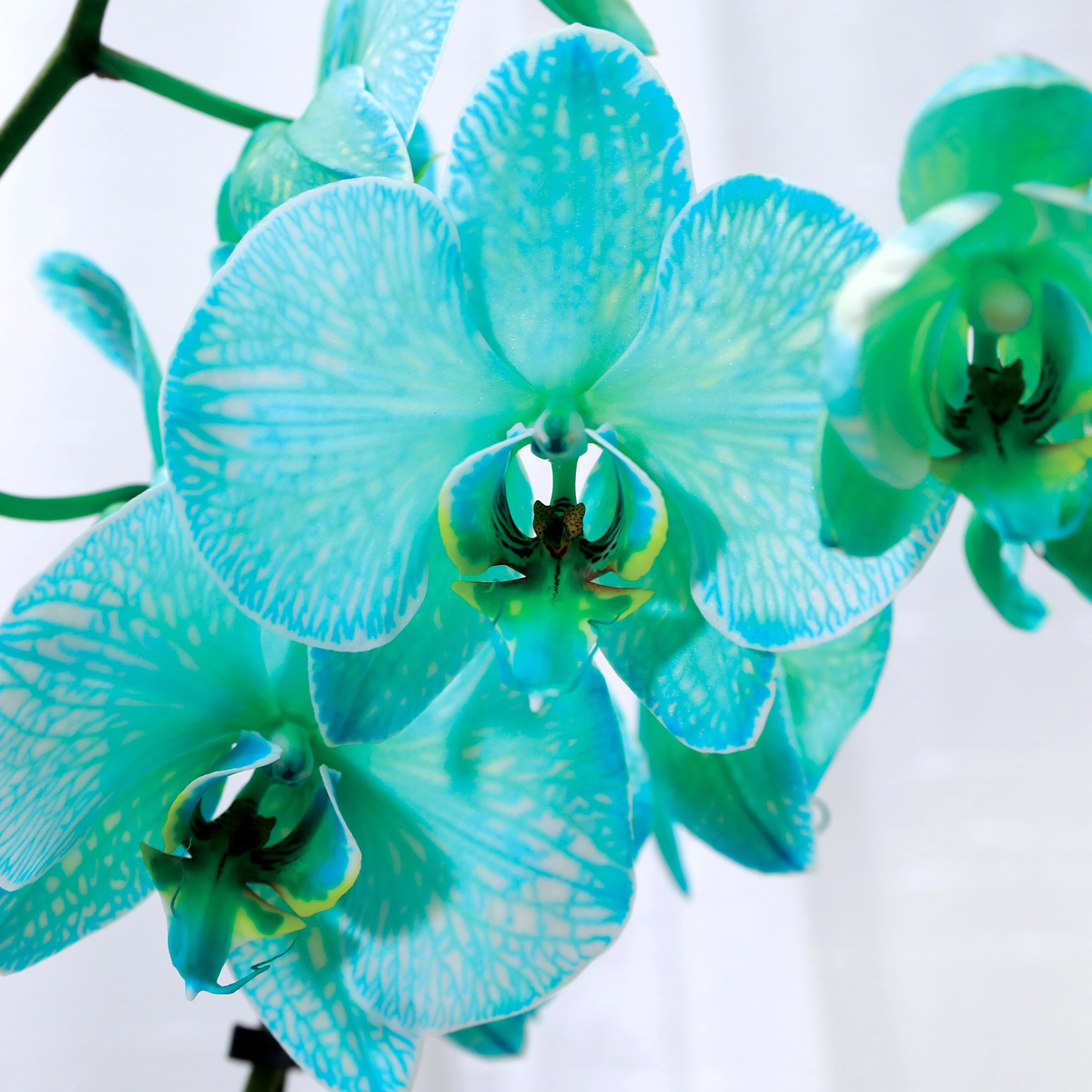 Green Circle Growers 5" Watercolor Teal Orchid in Hollywood Green Decorative Pot, Live Indoor Orchid Plant
