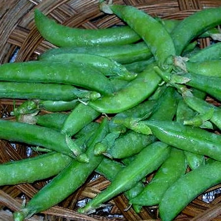 Sugar Daddy Snap Pea Garden Seeds - 50 Lbs Bulk - Non-GMO, Heirloom Vegetable Gardening
