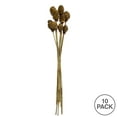 thumbnail image 5 of Vickerman 18-24" Cream Platy Cone on Reed Stem, Includes 10 stems, Dried, 5 of 5