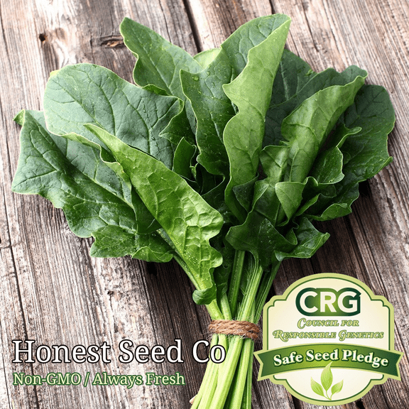 150  Bloomsdale Spinach Seeds | Non-GMO | Heirloom | Fresh Garden Seeds USA