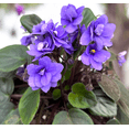 thumbnail image 5 of Blue African Violets Live Plant, Random Blue Flowers Streptocarpus, Indoor Flower Plants, Blooms All Year Round 4 Inch Pot, 5 of 6