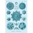 thumbnail image 2 of Haeckel, Ernst 17x24 White Modern Wood Framed Museum Art Print Titled - Haeckel Nature Illustrations: Polycytaria Radiolaria - Blue-Green Tint, 2 of 4