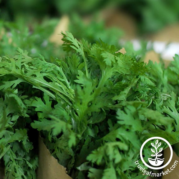 Chrysanthemum Flower Garden Seeds - Broad Leaf, Edible - 4 Oz - Non-GMO, Annual Wildflower & Microgreens Seeds - AKA: Garland Daisy