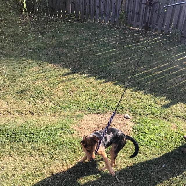 Juguete interactivo para perros Varita teaser extensible para mascotas Juguete para el entrenamiento de persecución de la obediencia - Negro 89cm Salvador Varita teaser de perros