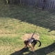 thumbnail image 2 of Varita extensible para perros, juguete interactivo para perseguir cachorros Negro 89cm, 2 of 9