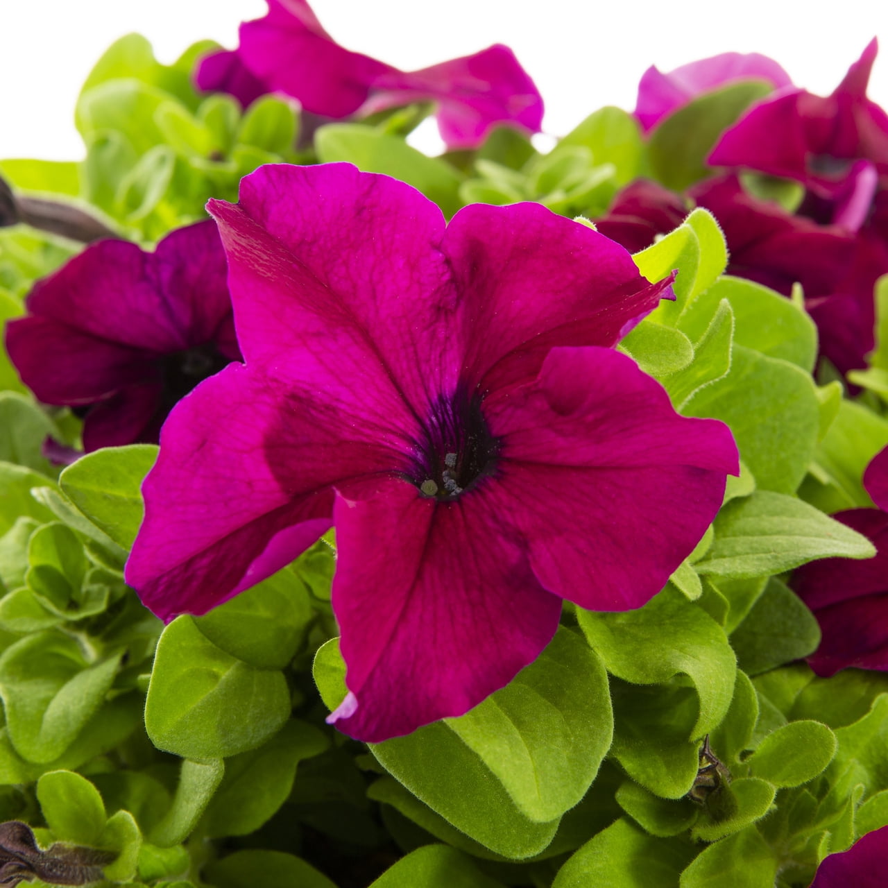 Expert Gardener 1.5G Purple Petunia Annual Full Sun Live Plant (1-Pack) with Hanging Basket