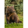thumbnail image 2 of Jones, Adam 17x24 Black Ornate Wood Framed with Double Matting Museum Art Print Titled - Grizzly bear eating clover-Lake Clark National Park and Preserve-Alaska, 2 of 4