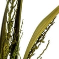 thumbnail image 4 of Vickerman 36" Basil Bahia Spears Seeded, 9 stems, Dried, 4 of 4