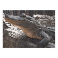 thumbnail image 2 of Alligators Piled Up (1000 Piece Puzzle, Size 19x27, Challenging Jigsaw Puzzle for Adults and Family, Made in USA), 2 of 4
