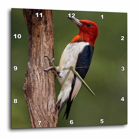 3drose, Male Red Bellied Woodpecker, 10x10 Wall Clock